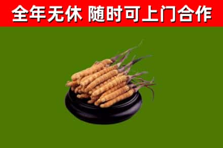 崇左烟酒回收冬虫夏草.jpg